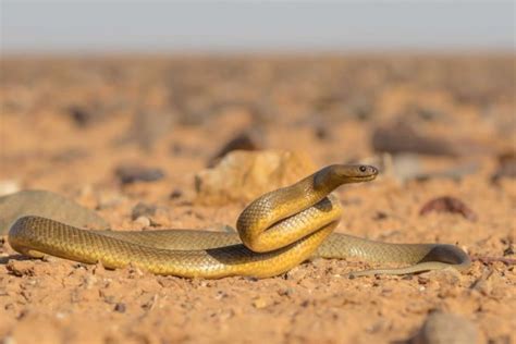 The Inland Taipan - HubPages