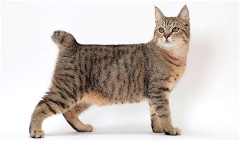 Domestic Bobcat Breed