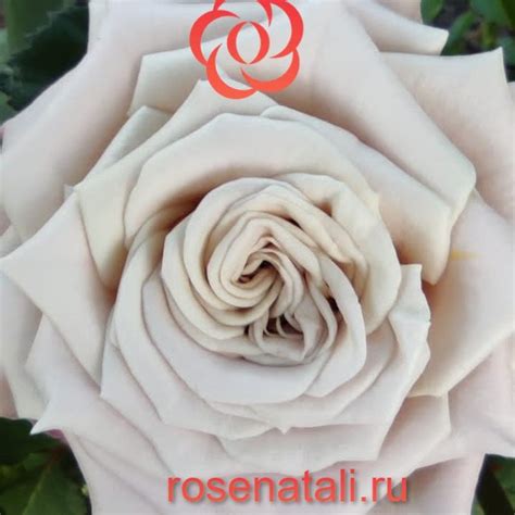 Menta (Мента) Interplant Нидерланды, 2008 ⋆ rosenatali.ru