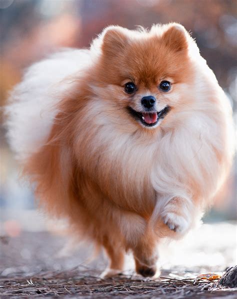 25 German Dog Breeds – PureWow