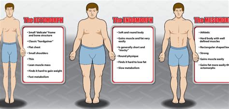 The 3 Body Types Explained: Ectomorph, Mesomorph And Endomorph ...