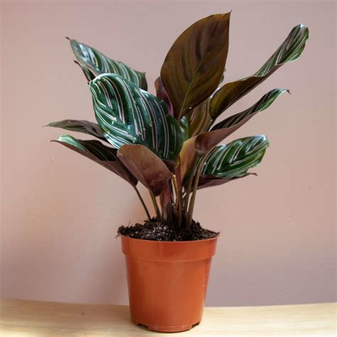 Calathea Ornata - The Mellow SF