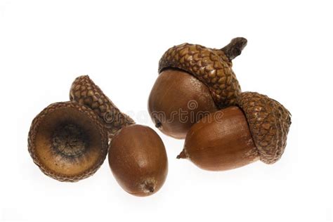 acorn stock photo image  season autumnal creativity