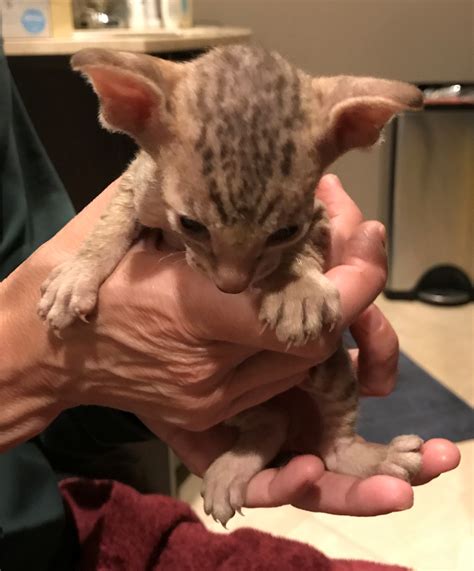 Available Cats and Kittens