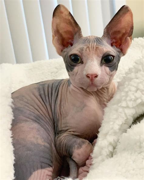 Cute Sphynx Kitty | Hairless Cat
