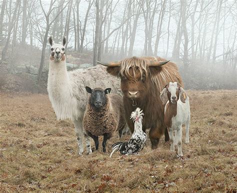 Animal Farm Photography Like You Haven't Seen Before | DeMilked