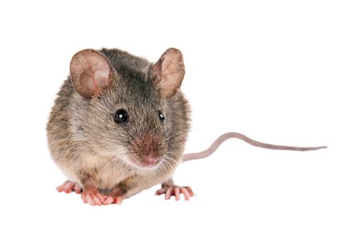 You Should Hire A Professional Rodent Removal Service