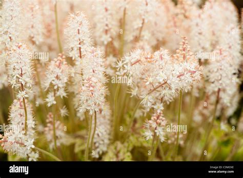 Tiarella ‘Mystic Mist’ Stock Photo - Alamy