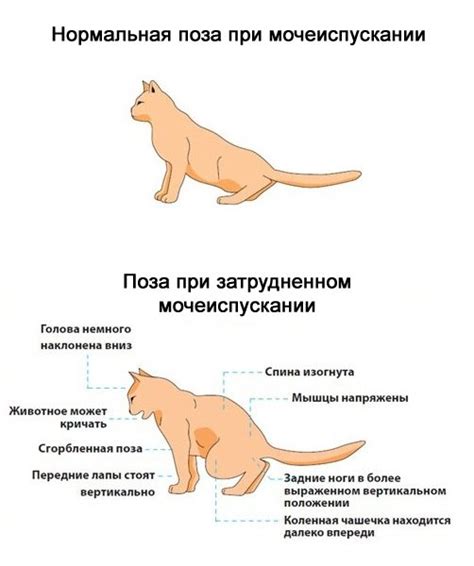 Мочекаменная болезнь у котов: симптомы и лечение в домашних условиях
