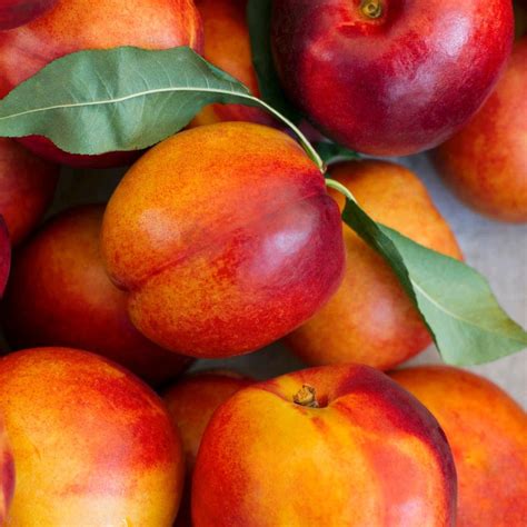 jan lievens  linkedin nectarines    sizes  colors