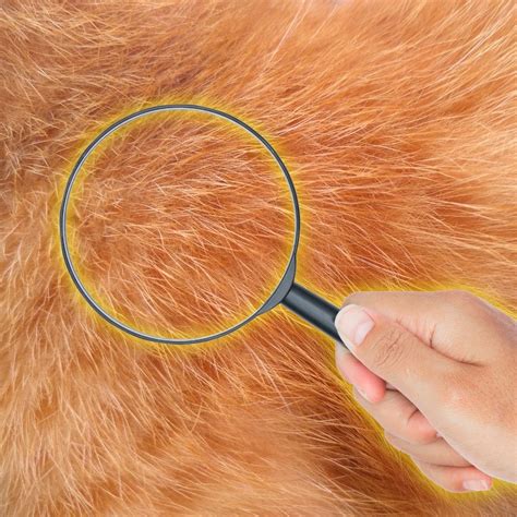 The distribution of Fel D1, the cat allergen (antigen) on and in a cat ...