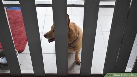 How to Pet a Dog (with Pictures) - wikiHow