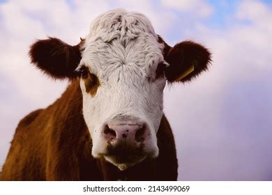 Hereford Cow Face Close Sky Background Stock Photo 2143499069 ...