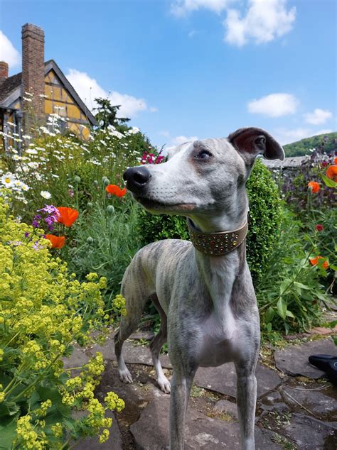 Bridgette lee's Whimsical... - Bridgette lee's Whimsical Art