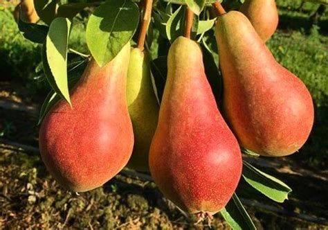 Купить саженцы плодовых деревьев из питомника "КСП" – доставка почтой, СДЭК