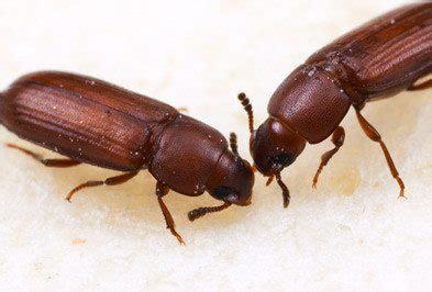 Flour Beetle - Types, Facts, and How to Identify | Flour Beetle Control ...