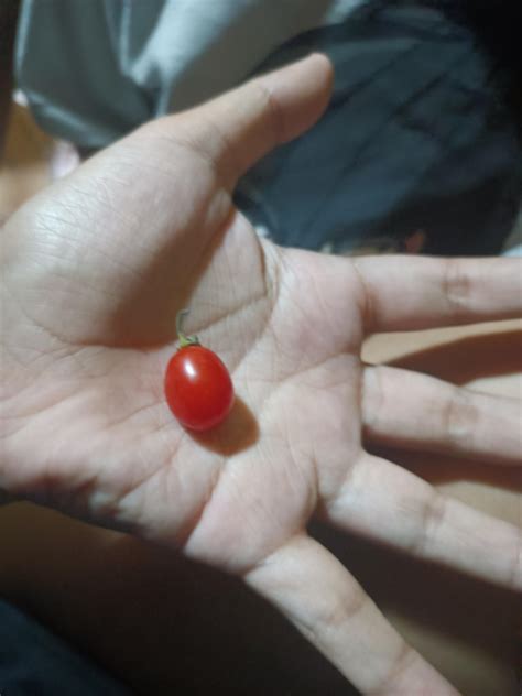 Cutie kamatis hahahaha : r/CasualPH