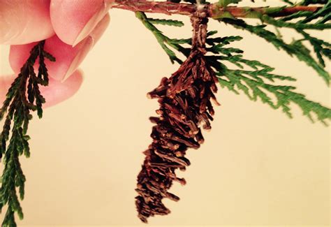 bagworm life cycle unraveling  mysteries  natures architects