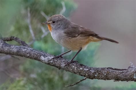 Redthroat - Adelaide Ornithologists' Club
