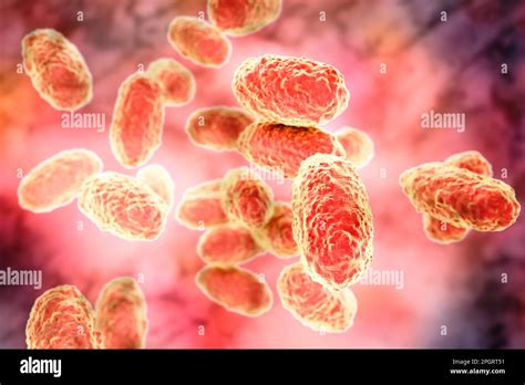Whooping cough bacteria (Bordetella pertussis), computer illustration ...