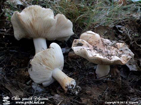 Світ грибів України » Tricholoma populinum, Рядовка тополева, Тополевий ...