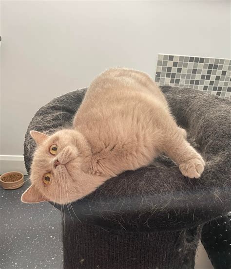 Finity British Shorthairs and Selkirk Rex Cats