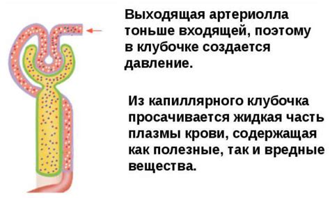 Нирки: розташування, будова, функції та роль в організмі людини