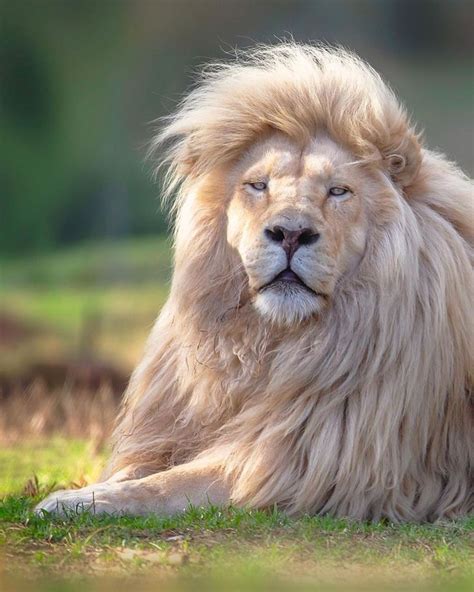 Un fotógrafo inmortaliza la belleza de un león blanco desde todos los ...
