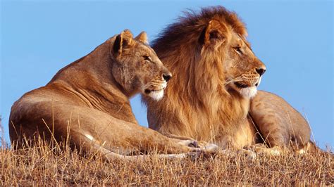 Category:African Animals | NatureRules1 Wiki | Fandom