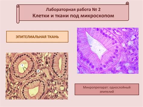 Ткани. Эпителиальная ткань. Соединительная ткань. Мышечная ткань ...