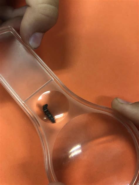 WNESU STEAM: Studying the lifecycle of a butterfly