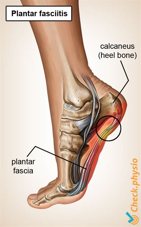 plantar fascia anatomy