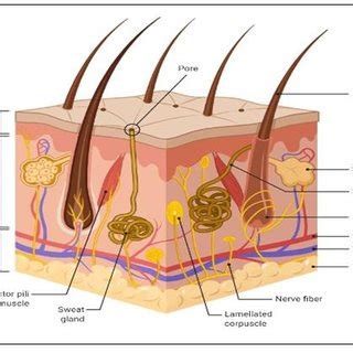 Different layers of skin | Download Scientific Diagram
