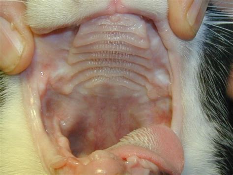 What is Stomatitis in Cats? | The Vet Dentists