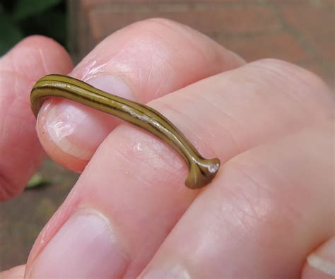 land planarian – Sally Kneidel, PhD