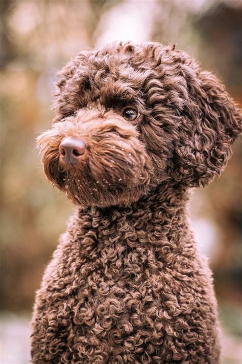 Brown Poodle Guide - Everything You Need To Know! | PupTraveller