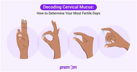 Image Of Uterus During Ovulation