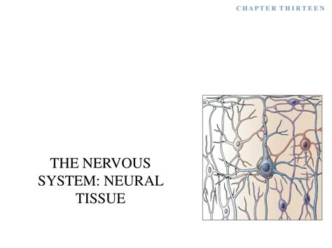 nervous system neural tissue powerpoint