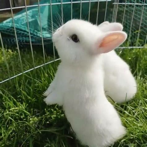 Cute Bunny Pictures | Adorable Baby Rabbit in the Grass