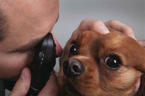 Ophthalmoscope For Animals