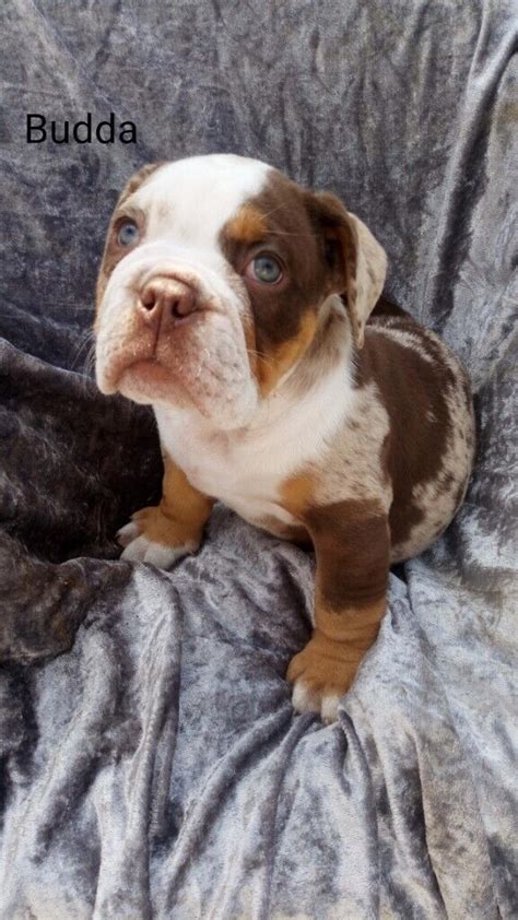Olde tyme english bulldog | in Canton, Cardiff | Gumtree