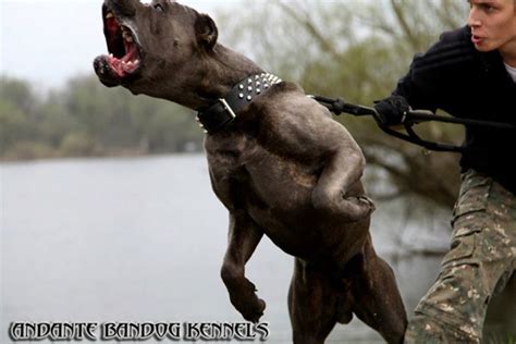 Собачья жизнь от А до Я - Бандог, bandog