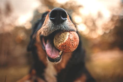 Joyous Dog