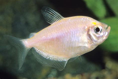 Tetra - White Skirt | The Fish Room