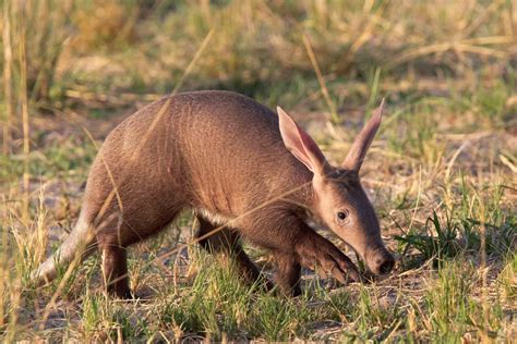 Aardvark (Orycteropus Afer) - Lifestyle, Diet, and More - Wildlife ...