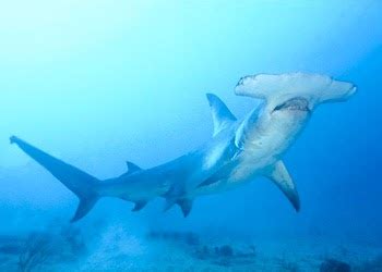 Mission requin: LE GRAND REQUIN MARTEAU