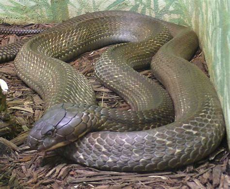 King Cobra Snake : Photo and info.