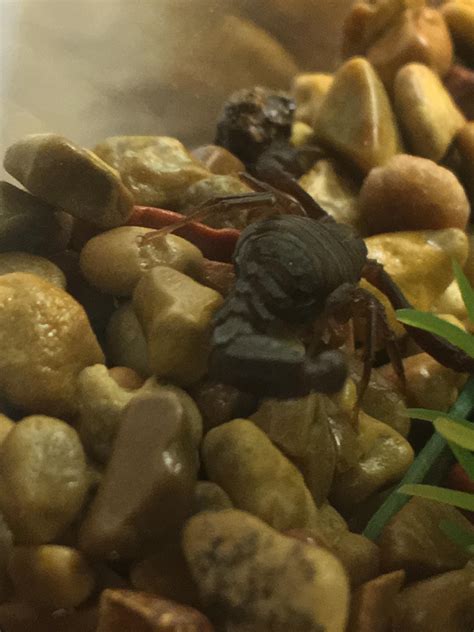 My Pet Scorpion : r/aww