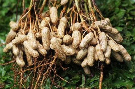Teknologi Budidaya Kacang Panjang Suara Tani 9