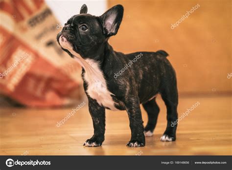 Playful black and white French bulldog puppy the first week at h Stock Photo by ©steho 169148656